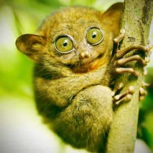 The Bohol Tarsier